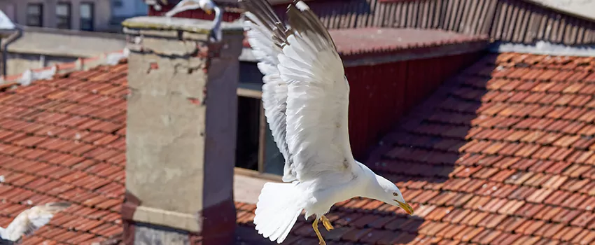 Residential Chimney Animal Removal Solution in La Quinta, CA